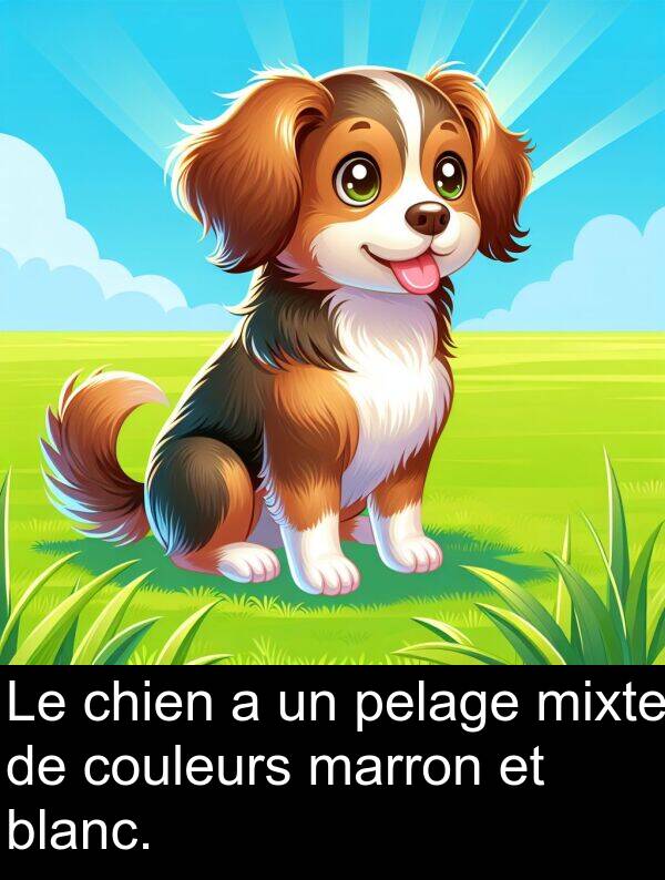 blanc: Le chien a un pelage mixte de couleurs marron et blanc.