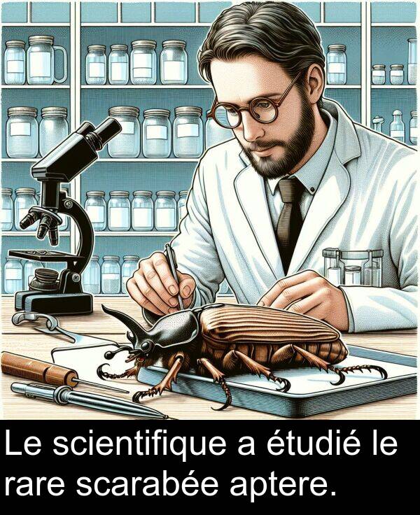 scientifique: Le scientifique a étudié le rare scarabée aptere.