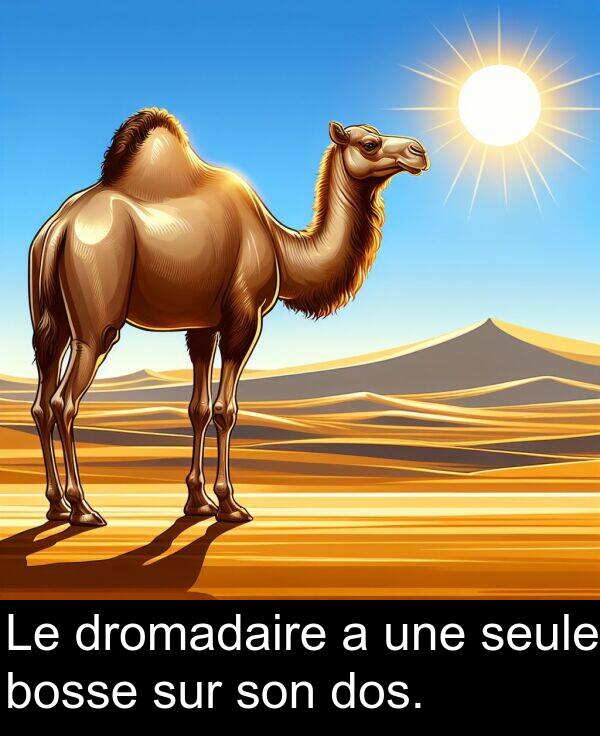 bosse: Le dromadaire a une seule bosse sur son dos.