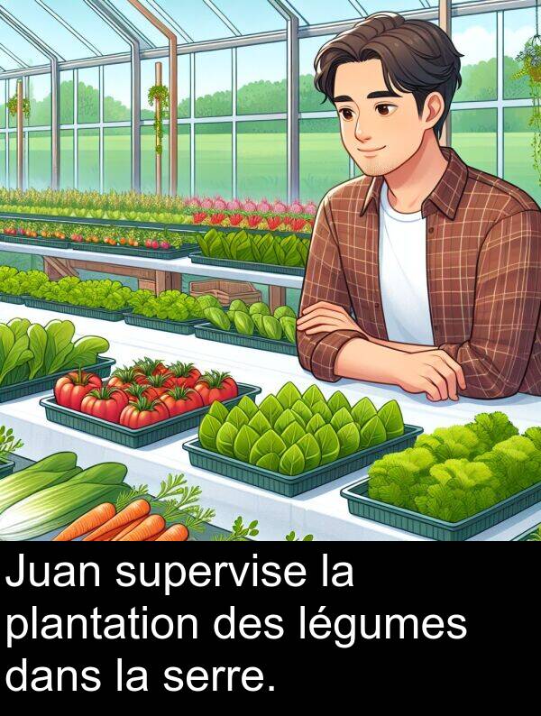 supervise: Juan supervise la plantation des légumes dans la serre.