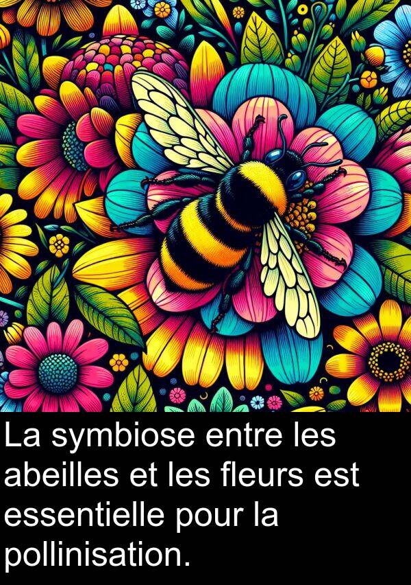 symbiose: La symbiose entre les abeilles et les fleurs est essentielle pour la pollinisation.