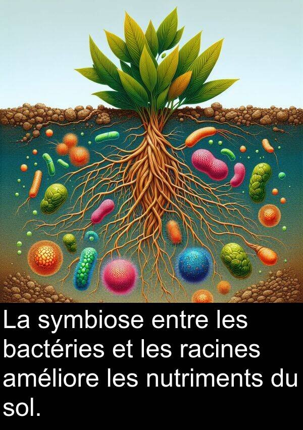 symbiose: La symbiose entre les bactéries et les racines améliore les nutriments du sol.