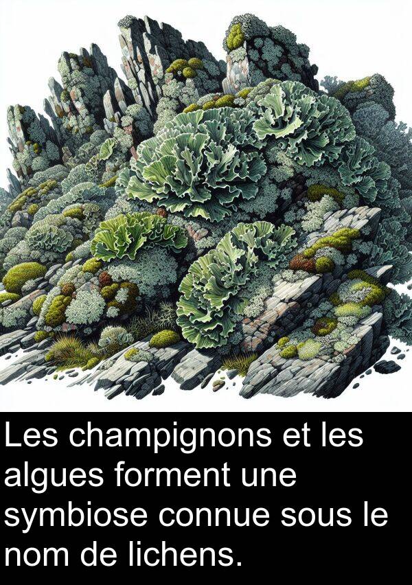 symbiose: Les champignons et les algues forment une symbiose connue sous le nom de lichens.