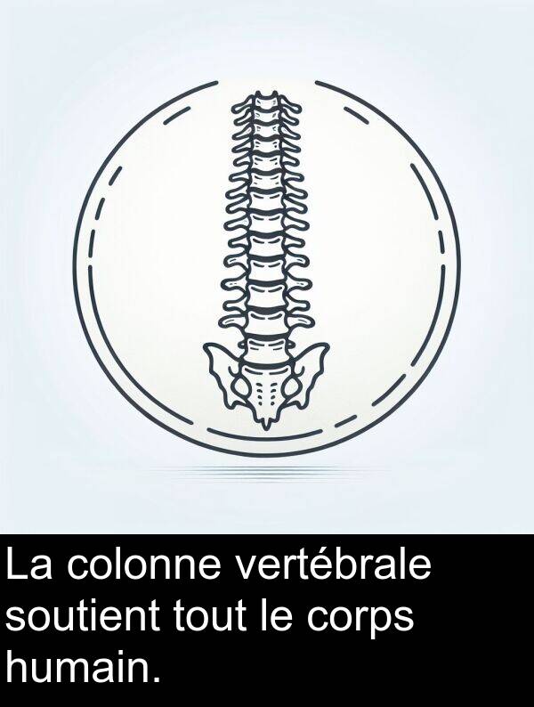 soutient: La colonne vertébrale soutient tout le corps humain.