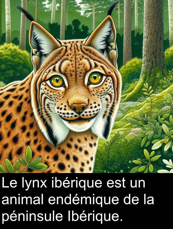 lynx: Le lynx ibérique est un animal endémique de la péninsule Ibérique.