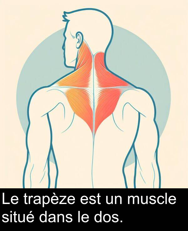 dans: Le trapèze est un muscle situé dans le dos.