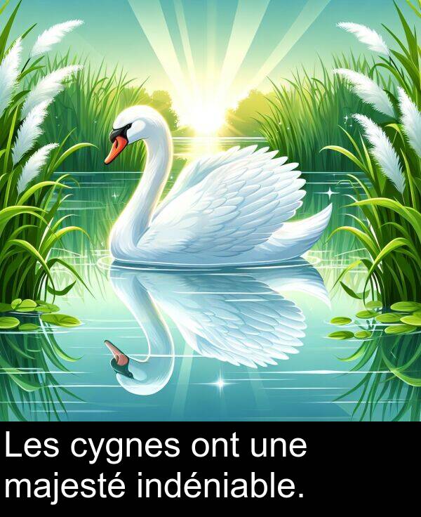 ont: Les cygnes ont une majesté indéniable.