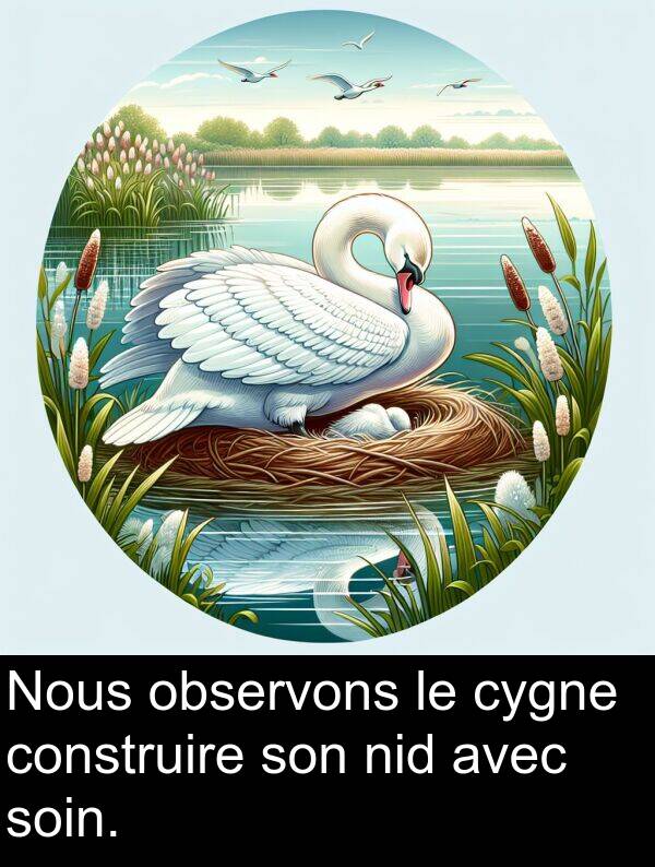 observons: Nous observons le cygne construire son nid avec soin.