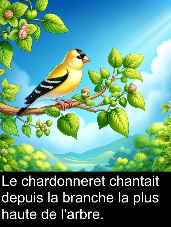 haute: Le chardonneret chantait depuis la branche la plus haute de l'arbre.