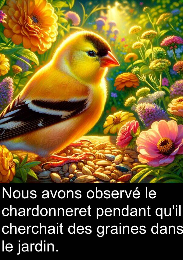 chardonneret: Nous avons observé le chardonneret pendant qu'il cherchait des graines dans le jardin.