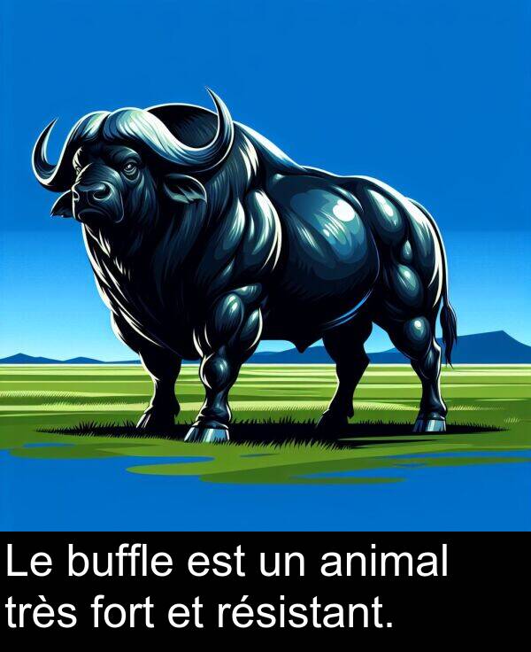 très: Le buffle est un animal très fort et résistant.