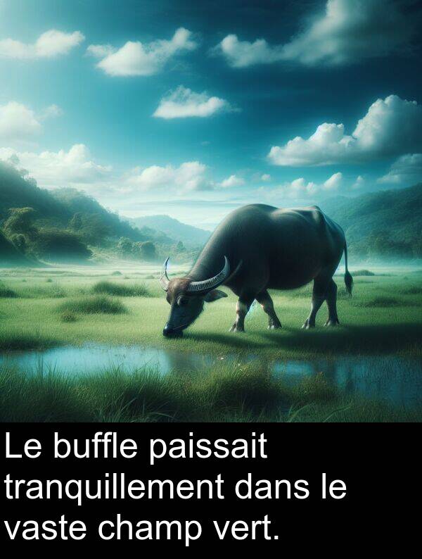 vert: Le buffle paissait tranquillement dans le vaste champ vert.