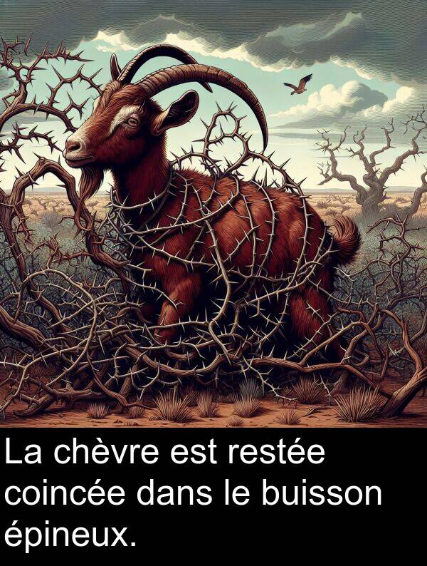 coincée: La chèvre est restée coincée dans le buisson épineux.