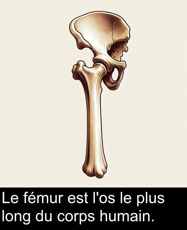 plus: Le fémur est l'os le plus long du corps humain.