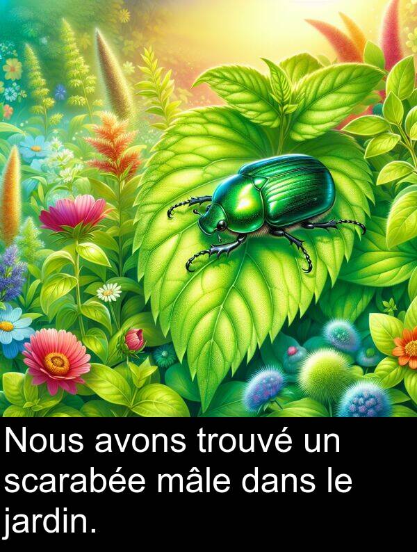 trouvé: Nous avons trouvé un scarabée mâle dans le jardin.