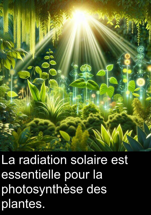 radiation: La radiation solaire est essentielle pour la photosynthèse des plantes.