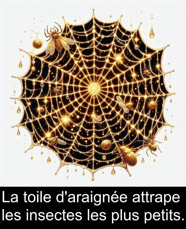 attrape: La toile d'araignée attrape les insectes les plus petits.
