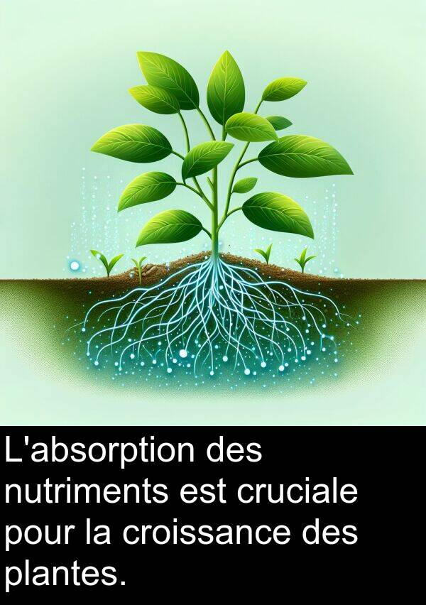 cruciale: L'absorption des nutriments est cruciale pour la croissance des plantes.