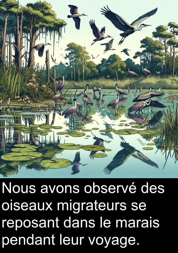 reposant: Nous avons observé des oiseaux migrateurs se reposant dans le marais pendant leur voyage.