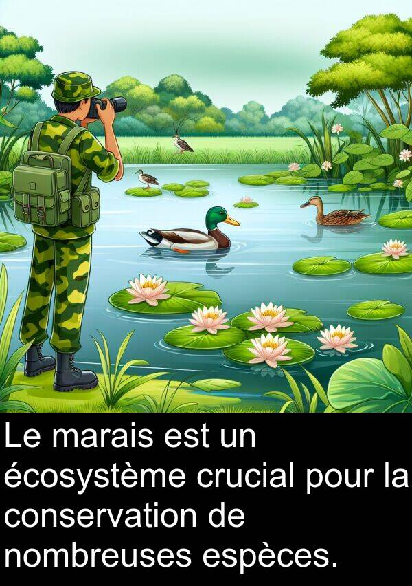 écosystème: Le marais est un écosystème crucial pour la conservation de nombreuses espèces.