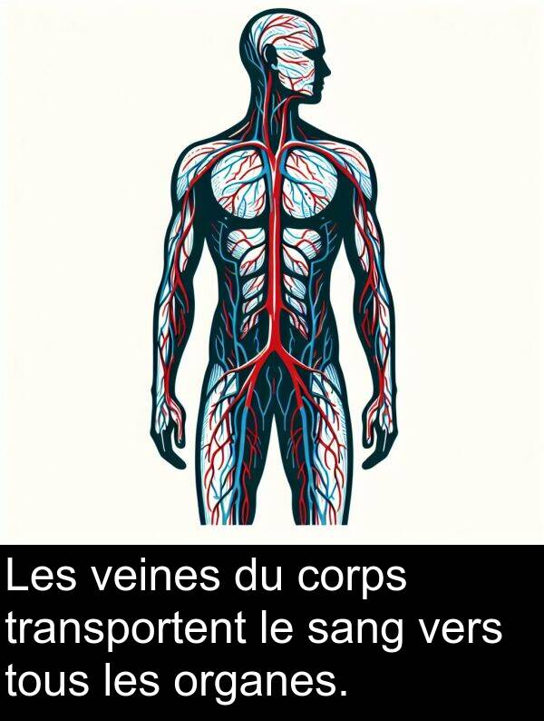 veines: Les veines du corps transportent le sang vers tous les organes.