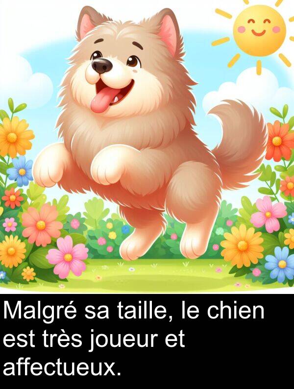 joueur: Malgré sa taille, le chien est très joueur et affectueux.