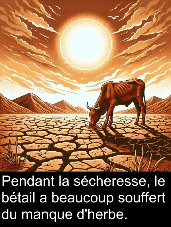 beaucoup: Pendant la sécheresse, le bétail a beaucoup souffert du manque d'herbe.