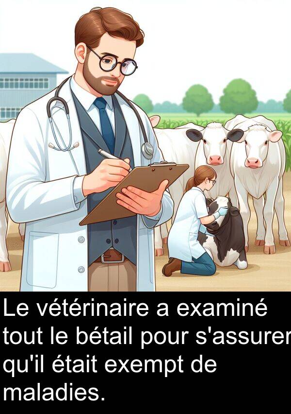 bétail: Le vétérinaire a examiné tout le bétail pour s'assurer qu'il était exempt de maladies.