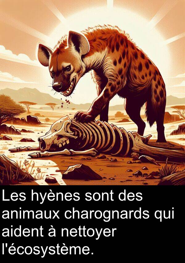 hyènes: Les hyènes sont des animaux charognards qui aident à nettoyer l'écosystème.