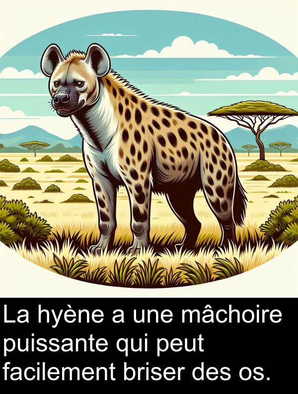 mâchoire: La hyène a une mâchoire puissante qui peut facilement briser des os.
