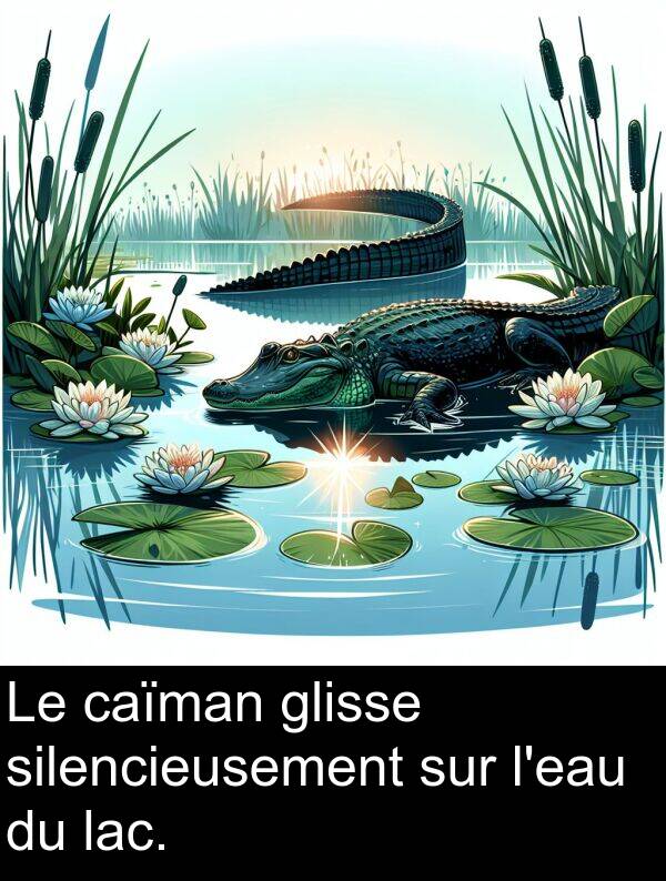 lac: Le caïman glisse silencieusement sur l'eau du lac.