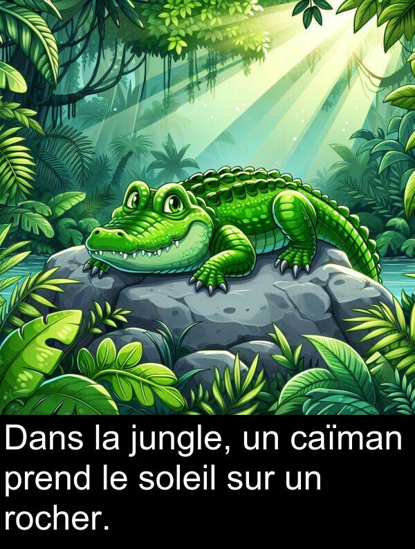 jungle: Dans la jungle, un caïman prend le soleil sur un rocher.