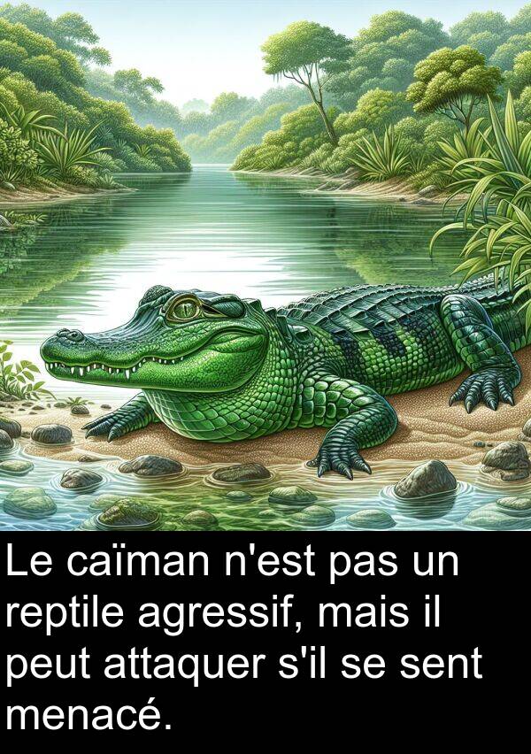 sent: Le caïman n'est pas un reptile agressif, mais il peut attaquer s'il se sent menacé.