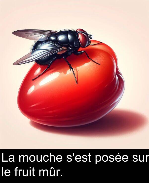sur: La mouche s'est posée sur le fruit mûr.