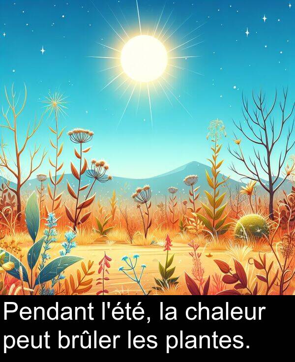 brûler: Pendant l'été, la chaleur peut brûler les plantes.