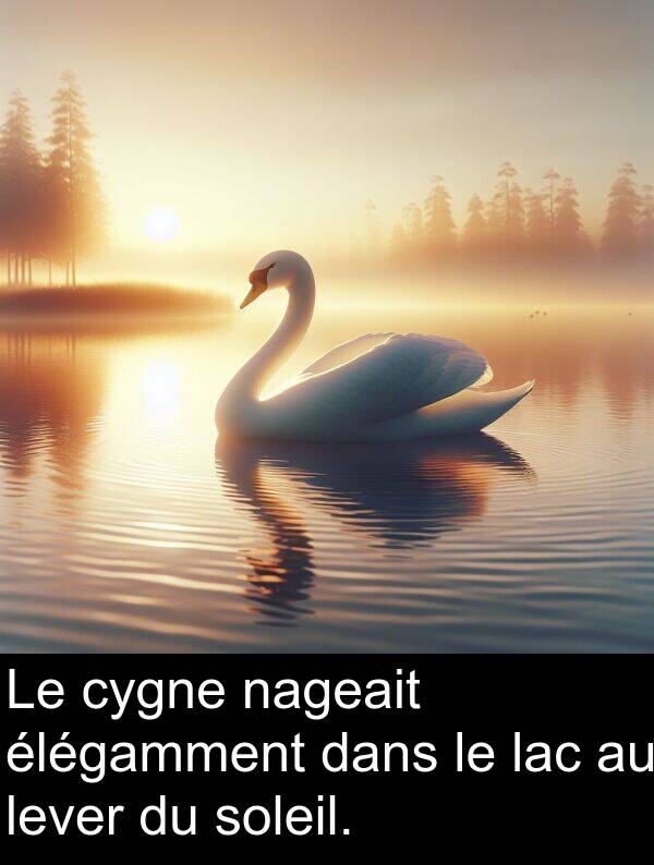 lac: Le cygne nageait élégamment dans le lac au lever du soleil.