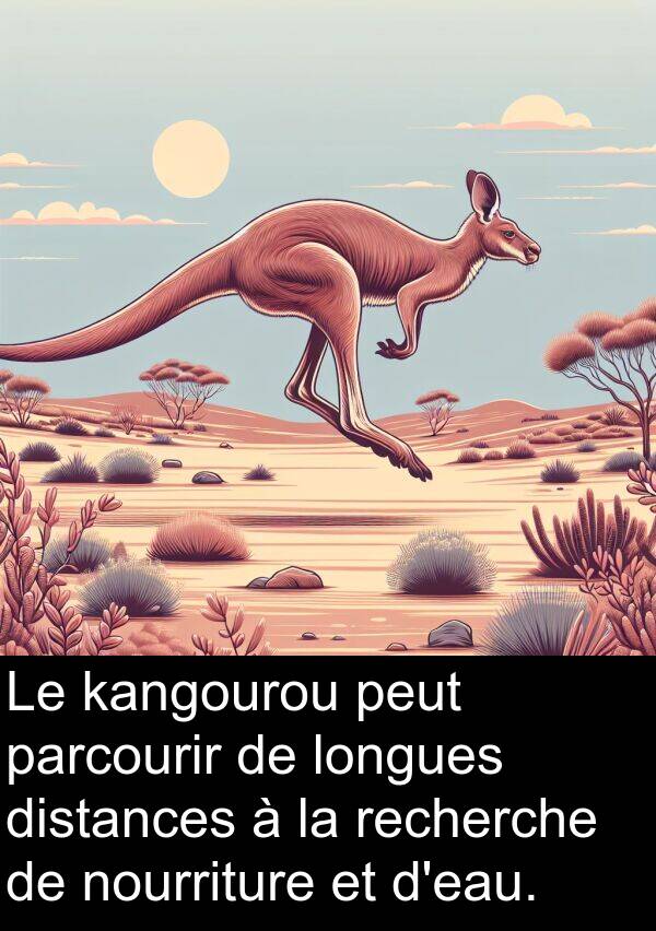 kangourou: Le kangourou peut parcourir de longues distances à la recherche de nourriture et d'eau.