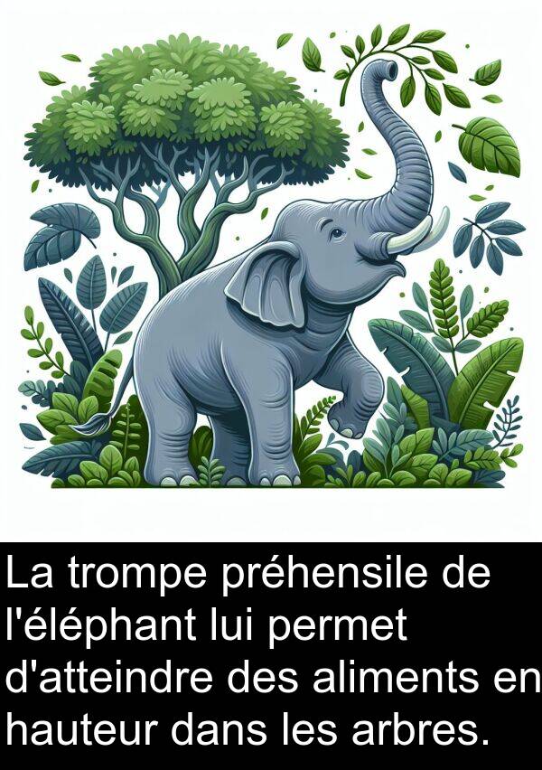 trompe: La trompe préhensile de l'éléphant lui permet d'atteindre des aliments en hauteur dans les arbres.