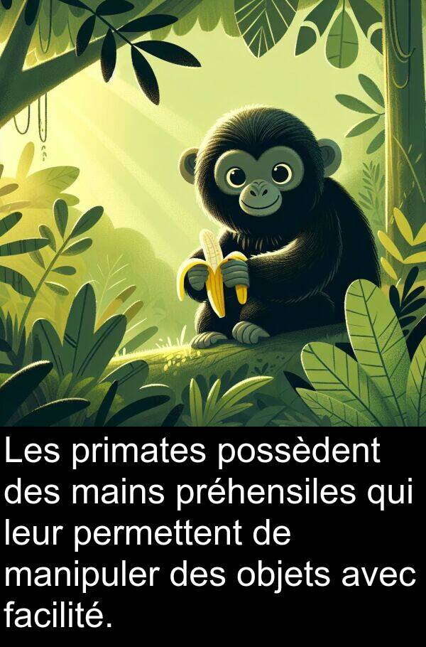 mains: Les primates possèdent des mains préhensiles qui leur permettent de manipuler des objets avec facilité.