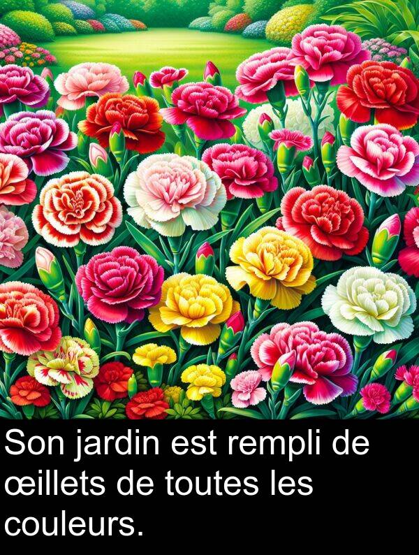 œillets: Son jardin est rempli de œillets de toutes les couleurs.