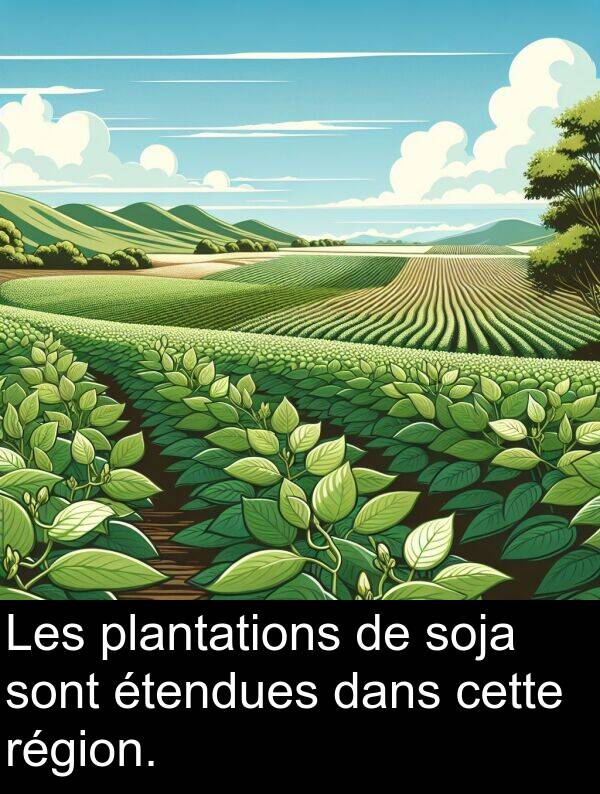 sont: Les plantations de soja sont étendues dans cette région.
