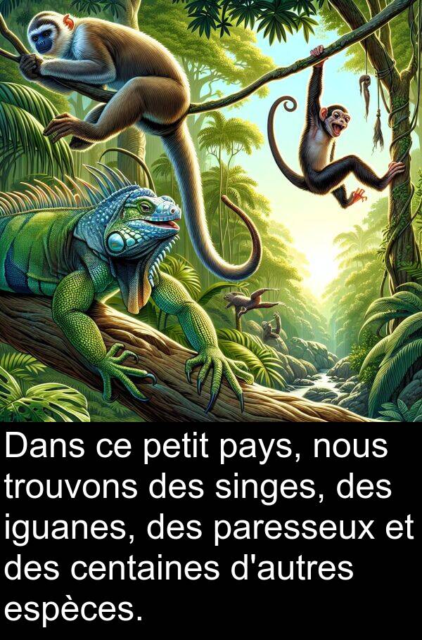 iguanes: Dans ce petit pays, nous trouvons des singes, des iguanes, des paresseux et des centaines d'autres espèces.