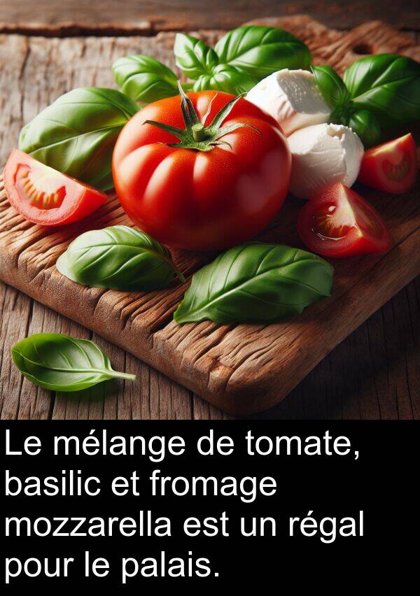 basilic: Le mélange de tomate, basilic et fromage mozzarella est un régal pour le palais.