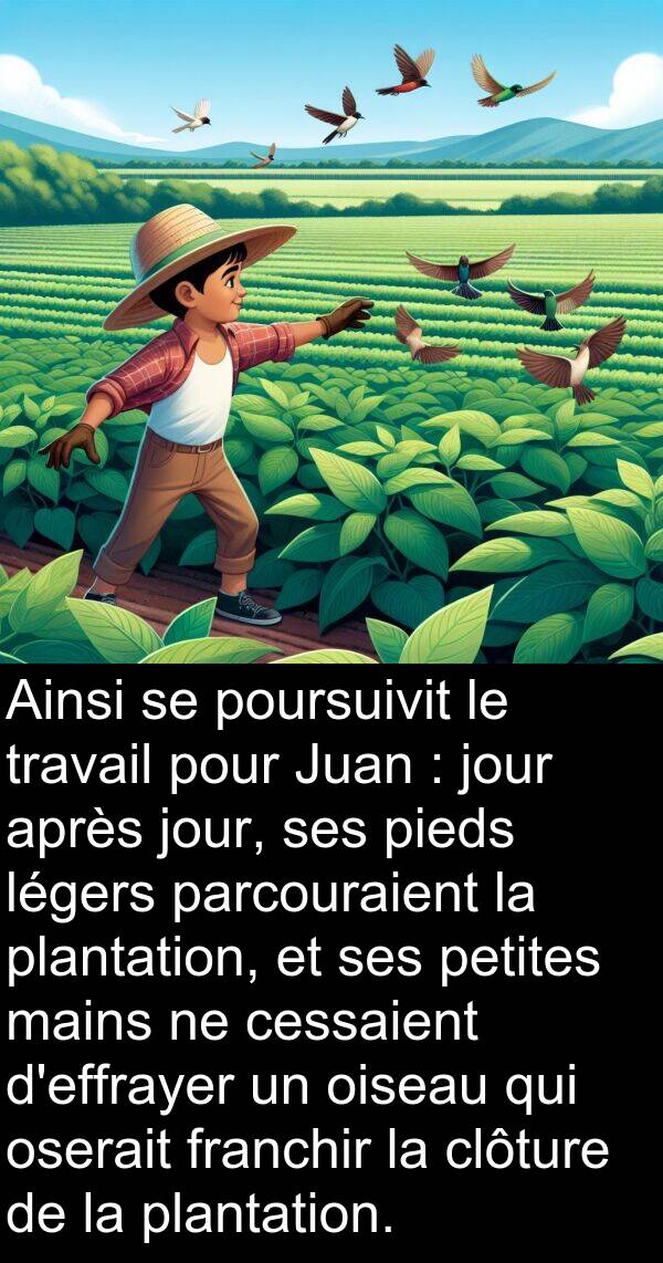 oiseau: Ainsi se poursuivit le travail pour Juan : jour après jour, ses pieds légers parcouraient la plantation, et ses petites mains ne cessaient d'effrayer un oiseau qui oserait franchir la clôture de la plantation.