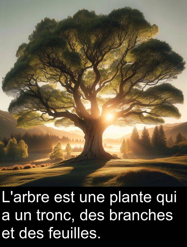 branches: L'arbre est une plante qui a un tronc, des branches et des feuilles.
