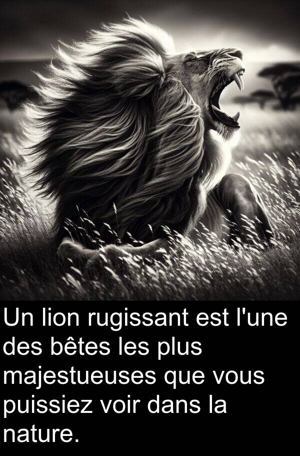 bêtes: Un lion rugissant est l'une des bêtes les plus majestueuses que vous puissiez voir dans la nature.