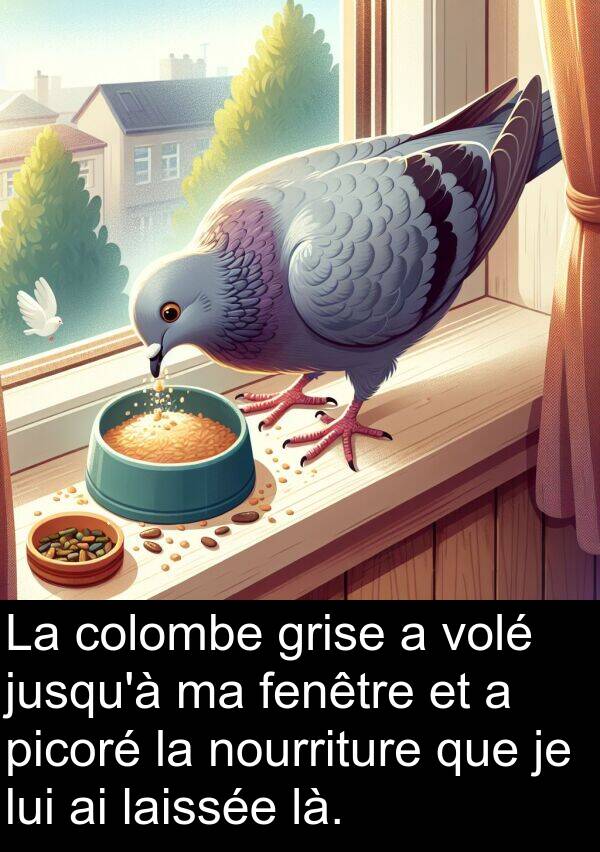 là: La colombe grise a volé jusqu'à ma fenêtre et a picoré la nourriture que je lui ai laissée là.