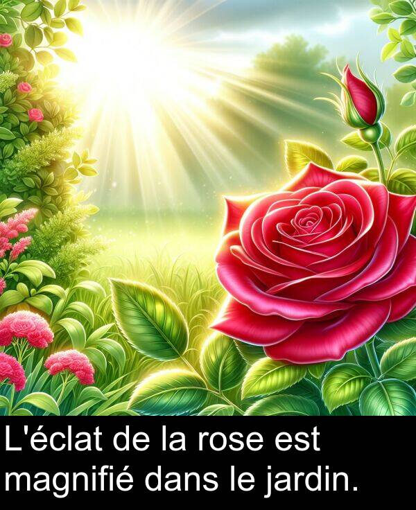dans: L'éclat de la rose est magnifié dans le jardin.
