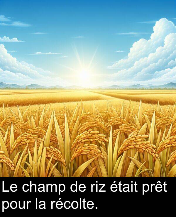 champ: Le champ de riz était prêt pour la récolte.