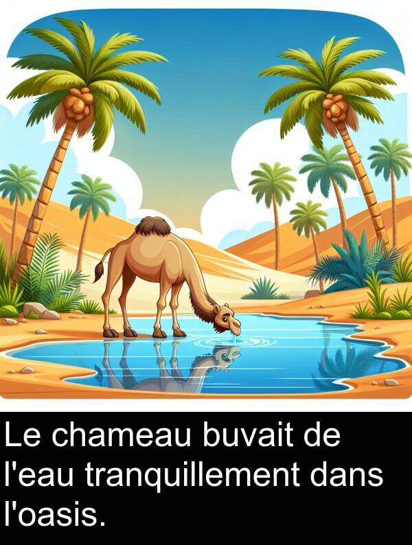 chameau: Le chameau buvait de l'eau tranquillement dans l'oasis.